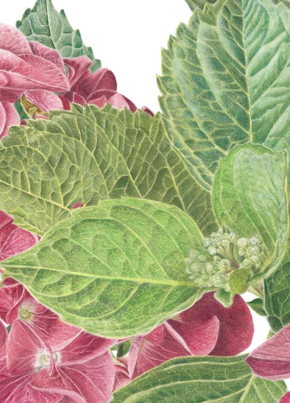 Hydrangea macrophylla